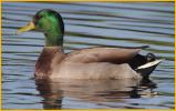 Northern Mallard