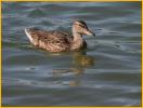 Female Northern<BR>Mallard