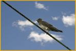 Juvenile <BR>Purple Martin