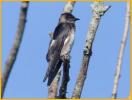 Female Eastern<BR>Purple Martin