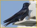 Purple Martin