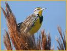 Eastern Meadowlark