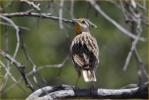Lilian's<BR>Eastern Meadowlark