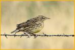 Nonbreeding <BR>Western Meadowlark