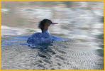 Nonbreeding <BR>Common Merganser
