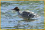 Female <BR>Common Merganser
