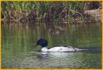 Common Merganser