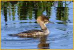 First Spring<BR>Hooded Merganser