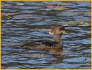 Female<BR>Hooded Merganser
