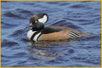Hooded Merganser