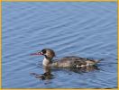 First Winter<BR>Red-breasted Merganser