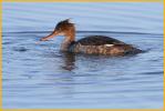 Nonbreeding<BR>Red-breasted Merganser