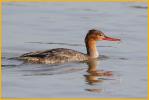 Female<BR>Red-breasted Merganser