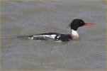 Red-Breasted Merganser