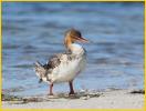Female<BR>Red-breasted Merganser