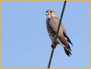 Female Prairie<BR>Merlin