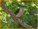 Northern Mockingbird