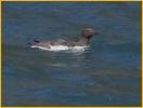 Common Murre