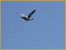 Common Murre