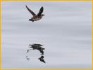Marbled Murrelet