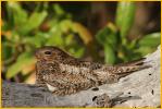 Female<BR>Antillean Nighthawk