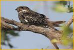 Antillean Nighthawk