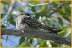 Common Nighthawk
