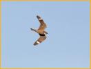 Lesser Nighthawk