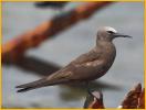 First Summer<BR>Brown Noddy