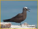 Brown Noddy