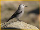 Clark's Nutcracker