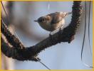 Brown-headed Nuthatch