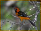 Altamira Oriole