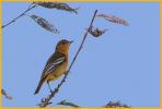 First Fall <BR>Baltimore Oriole