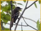 First Year Female <BR>Baltimore Oriole