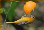 First Fall<BR>Baltimore Oriole