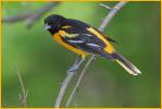 Baltimore Oriole