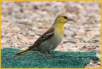 Female <BR>Bullock's Oriole