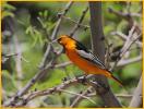 Bullock's Oriole