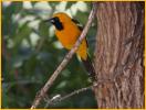 Hooded Oriole