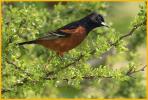 Orchard Oriole