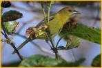 Female <BR>Orchard Oriole
