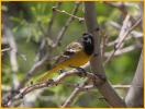First Year<BR>Scott's Oriole