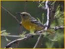 Female<BR>Scott's Oriole