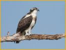 Juvenile Osprey