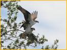 Osprey Mating