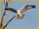 Osprey
