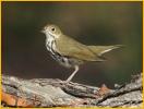 Ovenbird