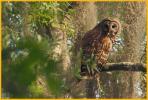 Dark Barred Owl
