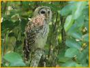 Barred Owl Fledgling